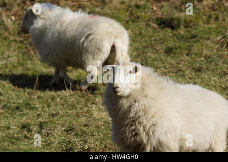 Welsh mountain sheep brebis une race rustique adapté à la dure hill et les chaînes de montagnes du Pays de Galles habituellement tenus à l'extérieur toute l'année Banque D'Images