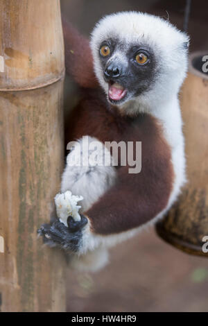 Madagascar, Nosy Be (Big Island) au large de la côte nord-ouest de la partie continentale de Madagascar. Lemuria Land, Coquerel's sifaka (Propithecus coquereli captif :). Banque D'Images