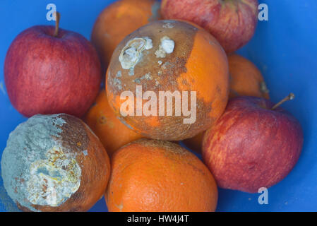 Les oranges et les pommes pourries dans un bol de fruits Banque D'Images