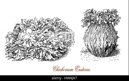 19ème siècle gravure de Cichorium endivia, plante largement cultivée pour l'amère légumes feuilles, connu sous le nom de chicorée frisée et scarole Banque D'Images