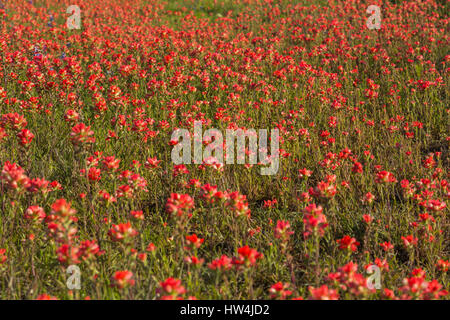 Entireleaf indian paintbrush (Castilleja indivisa) champ, comté Llano TX, USA Banque D'Images