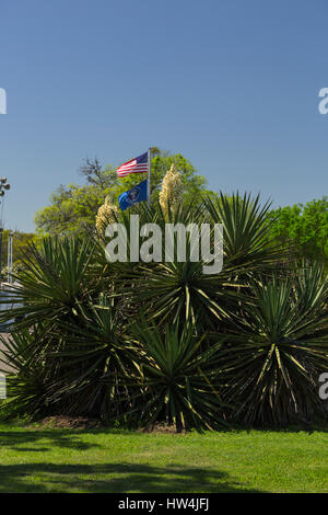 Yucca (Yucca torreyi Torrey) et nationales et présidentielles drapeaux, Lyndon B Johnson National Historical Park, TX, USA Banque D'Images