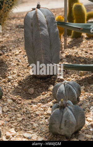 Cap de l'évêque (Astrophytum myriostigma), San Antonio, TX, USA Banque D'Images