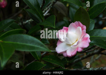 Camellia (Camellia sasanqua) dans la région de Eden Gardens State Park, FL, USA Banque D'Images