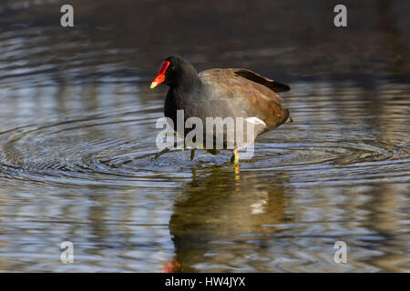 La Gallinule poule-d'eau (Gallinula chloropus) debout dans l'eau, Wakulla Springs State Park, FL, USA Banque D'Images