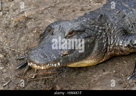 Alligator Alligator mississippiensis (portrait), St Augustine, FL, USA Banque D'Images