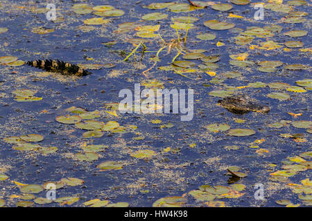 Alligator Alligator mississippiensis (juvéniles) dans l'eau, St Marks National Wildlife Refuge, en Floride, USA Banque D'Images