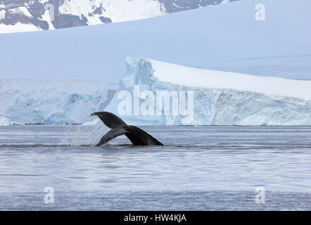 Queue de baleine à bosse, montrant sur la plongée, Péninsule Antarctique Banque D'Images