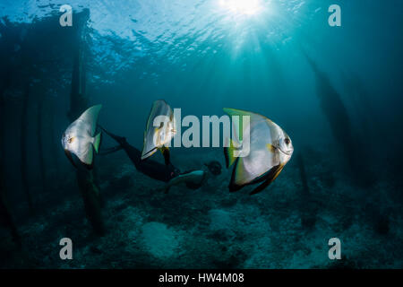 Apnoe diver et petit platax, platax teira, Raja Ampat, Papouasie occidentale, en Indonésie Banque D'Images