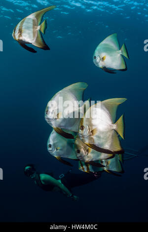 Apnoe diver et petit platax, platax teira, Raja Ampat, Papouasie occidentale, en Indonésie Banque D'Images