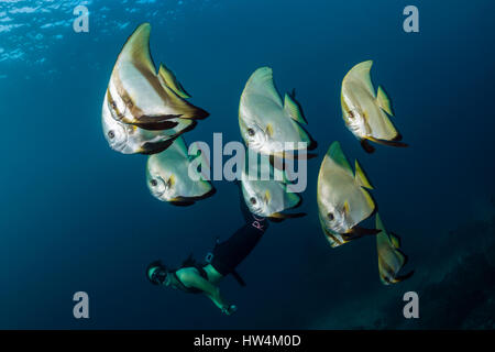 Apnoe diver et petit platax, platax teira, Raja Ampat, Papouasie occidentale, en Indonésie Banque D'Images