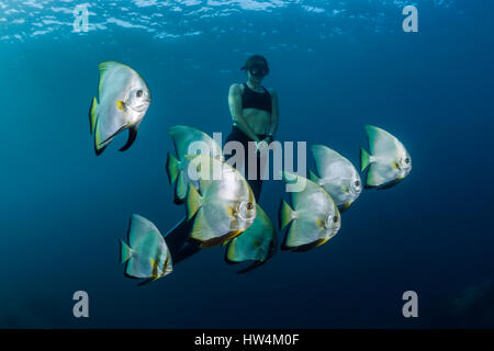 Apnoe diver et petit platax, platax teira, Raja Ampat, Papouasie occidentale, en Indonésie Banque D'Images