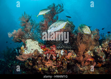 La chasse dans les carangues menu Coral Reef, Carangoides bajad, Raja Ampat, Papouasie occidentale, en Indonésie Banque D'Images