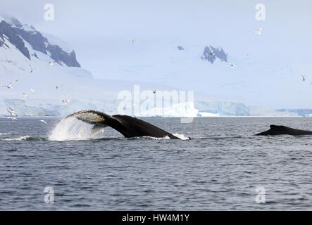 Queue de baleine à bosse, montrant sur la plongée, Péninsule Antarctique Banque D'Images