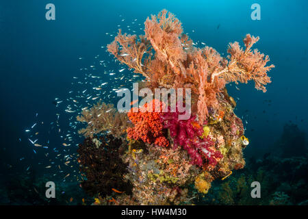 Les récifs coralliens colorés, Raja Ampat, Papouasie occidentale, en Indonésie Banque D'Images