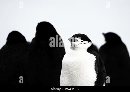 Wild jugulaire penguin debout sur la péninsule Antarctique Banque D'Images