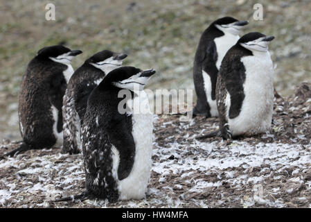 Wild jugulaire penguin debout sur la péninsule Antarctique Banque D'Images