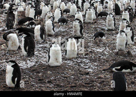 Wild jugulaire penguin debout sur la péninsule Antarctique Banque D'Images