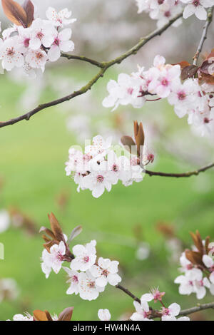 Prunus cerasifera Pissardii. Feuilles pourpre prune. Cherry Blossom tree Banque D'Images