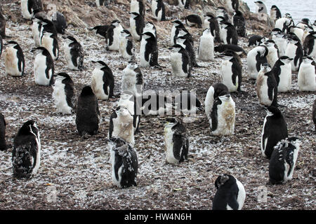 Wild jugulaire penguin debout sur la péninsule Antarctique Banque D'Images