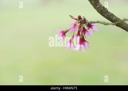 Prunus x incam okame. Okame cerisier en fleurs. Cerisier d'ornement Banque D'Images