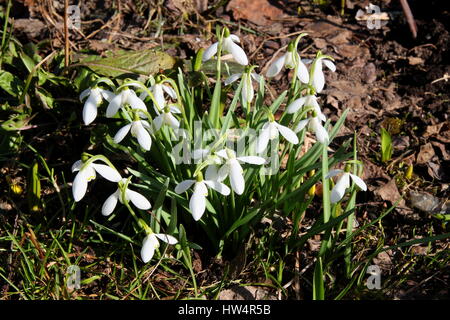 Snowdrop Galanthus nivalis, commune, snowdrop Banque D'Images