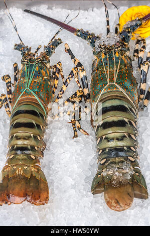 La Thaïlande, Pattaya. Les homards vivants, allongé sur la glace attendent les clients dans un restaurant. Banque D'Images