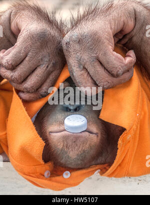 La Thaïlande, Pattaya. Chimpanzé singe habillé en T-shirt orange, joué par la bouche le bouchon de plastique de la bouteille - ce serait le prendre dans sa bouche, puis Banque D'Images