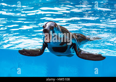 Lion de mer / joint avec la bouche ouverte dans l'eau de piscine Banque D'Images