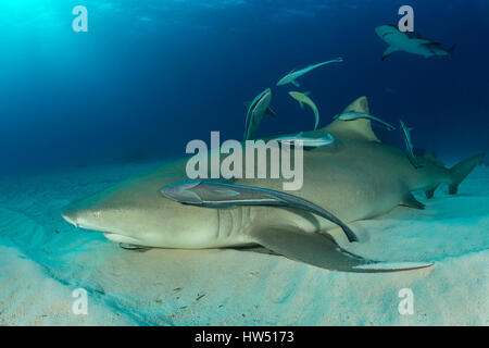 Le requin, Negaprion brevirostris, plage du Tigre, Bahamas Banque D'Images