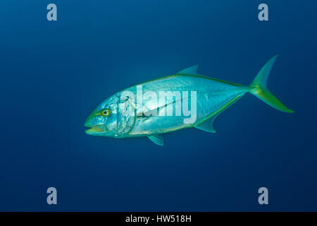 Jack caranx bartholomaei, jaune, plage du tigre, Bahamas Banque D'Images