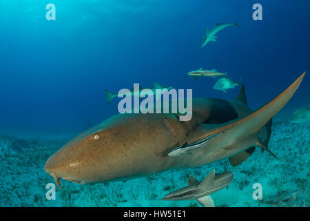 Ginglymostoma cirratum, requin nourrice, plage du Tigre, Bahamas Banque D'Images