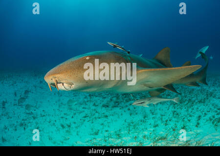 Ginglymostoma cirratum, requin nourrice, plage du tigre, Bahamas Banque D'Images