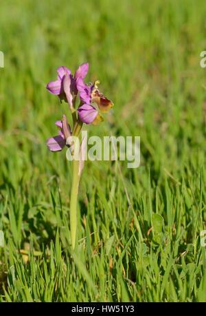 L'orchidée mouche, Ophrys tenthredinifera, Andalousie, au sud de l'Espagne Banque D'Images