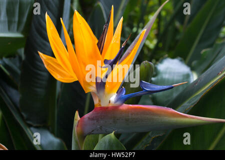 Blooming flower of tropical Strelitzia reginae. Orange depuis longtemps. Strelizia. Oiseau du Paradis Banque D'Images