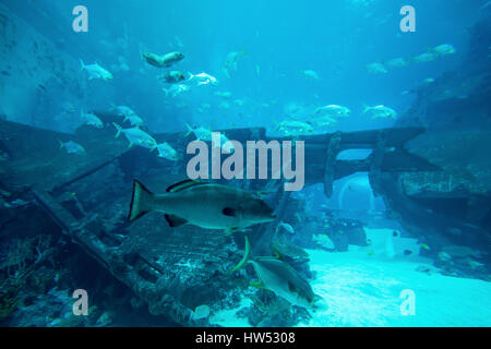 Beaucoup de poissons dans l'aquarium du grand bleu. Dans l'aquarium sous-marin magnifique Banque D'Images