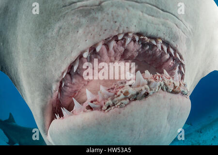 Grand requin marteau, Sphyrna mokarran, Bimini, Bahamas Banque D'Images