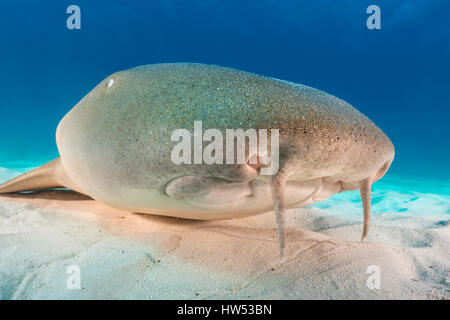 Ginglymostoma cirratum, requin nourrice, Bimini, Bahamas Banque D'Images