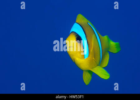 Mer rouge, poisson clown amphiprion bicinctus, Marsa Alam, red sea, Egypt Banque D'Images