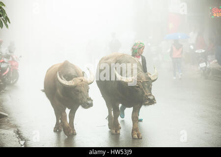 Sapa, Vietnam - Mai 6, 2014 : femme Hmong avec deux buffles marche dans la rue, dans un épais brouillard dans le village de Sapa, SAPA, Vietnam. Banque D'Images