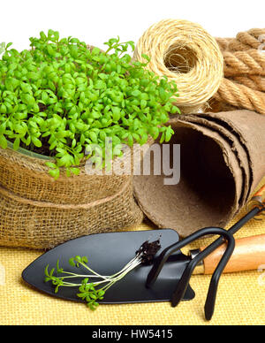 Salade de cresson sur le lit de fleur avec pelle, râteau, tourbe tasses, corde isolated on white Banque D'Images