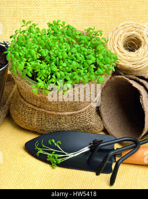 Salade de cresson sur le lit de fleur avec pelle, râteau, tourbe tasses sur fond sac Banque D'Images