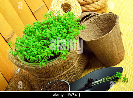 Salade de cresson sur le lit de fleur avec pelle, râteau, tourbe tasses, corde contre clôture en bois Banque D'Images