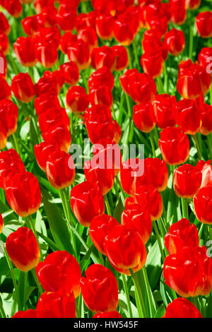 Tulip. Champ de tulipes orange. Prises en libre avec une vue de dessus. Champ de fleurs de tulipes colorées au printemps. Tulip arrière-plan. Gar Keukenhof Banque D'Images