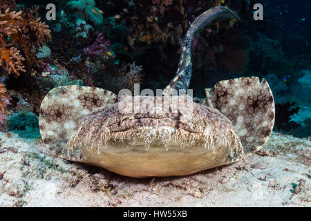 Eucrossorhinus dasypogon Wobbegong, pampilles, Raja Ampat, Papouasie occidentale, en Indonésie Banque D'Images