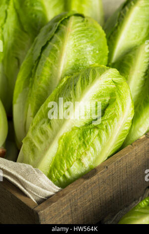 Matières organiques vert laitue romaine prêt à manger Banque D'Images