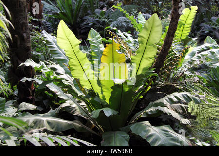 Sunlit Bird's Nest fern feuilles, grandes plantes tropicales - Jardin Botanique - Rainforest jungle, Banque D'Images