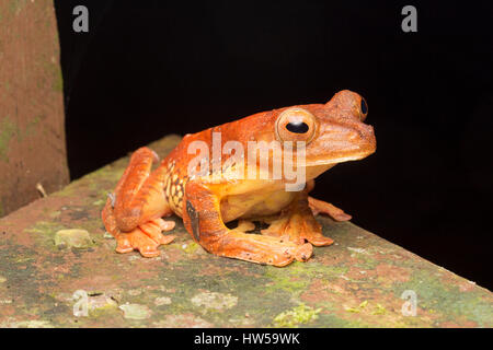 La grenouille arlequin (Rhacophorus pardalis) Banque D'Images