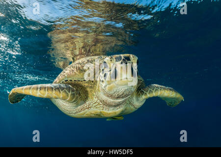 Tortue verte, Chelonia mydas, Marsa Alam, Red Sea, Egypt Banque D'Images