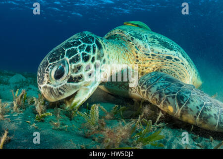 Allaitement tortue de mer verte, Chelonia mydas, Marsa Alam, red sea, Egypt Banque D'Images